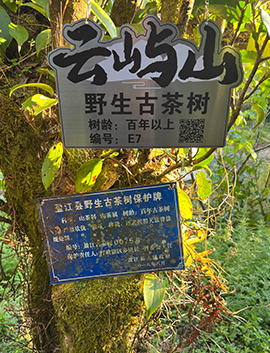 百年以上野生古茶樹(shù)